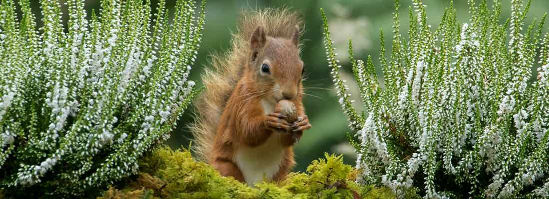 red squirrel eating nut