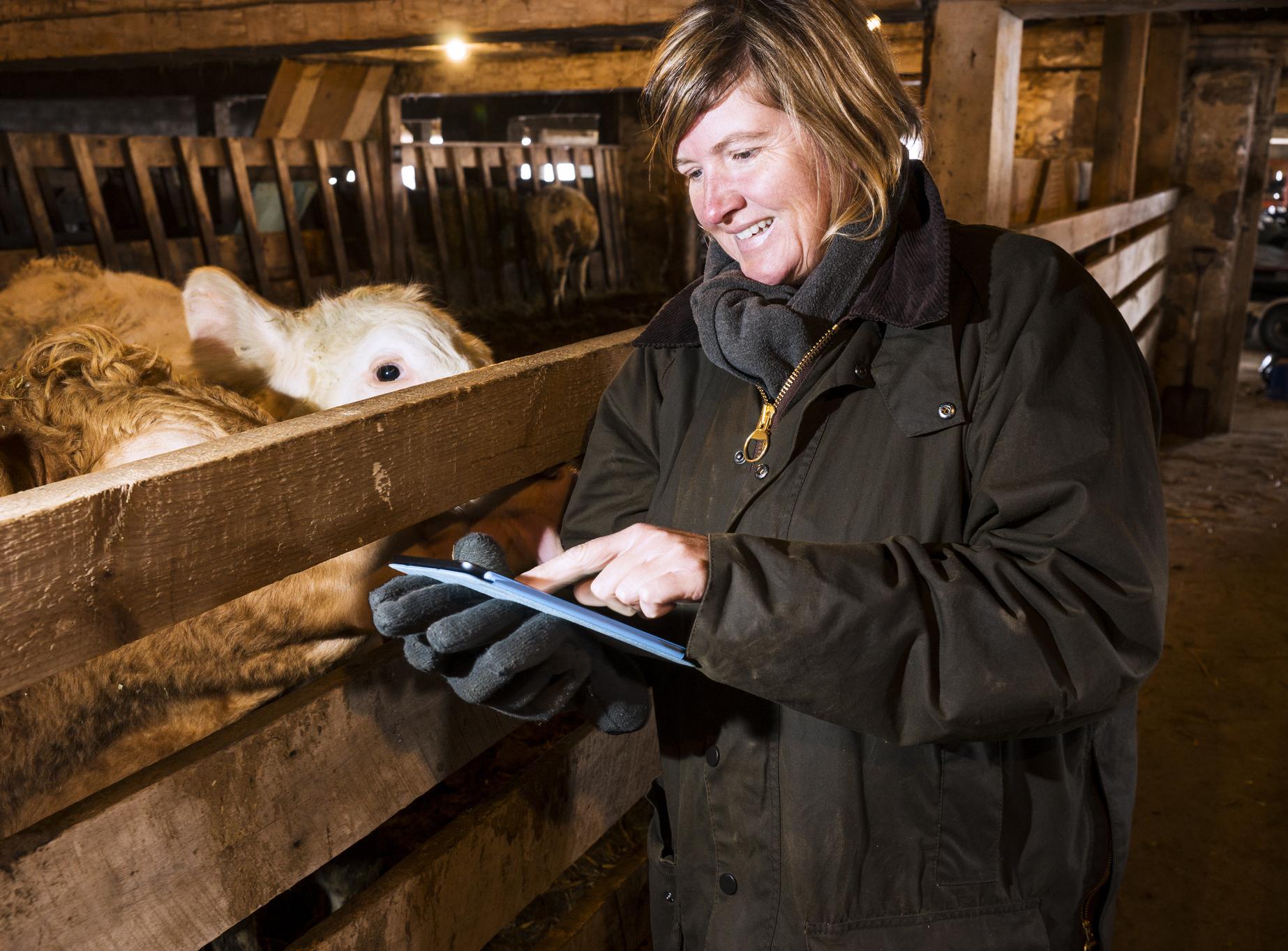 Woman with tablet in cowshed