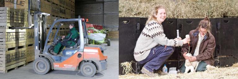 Forklift driver and lambers on Scottish farms