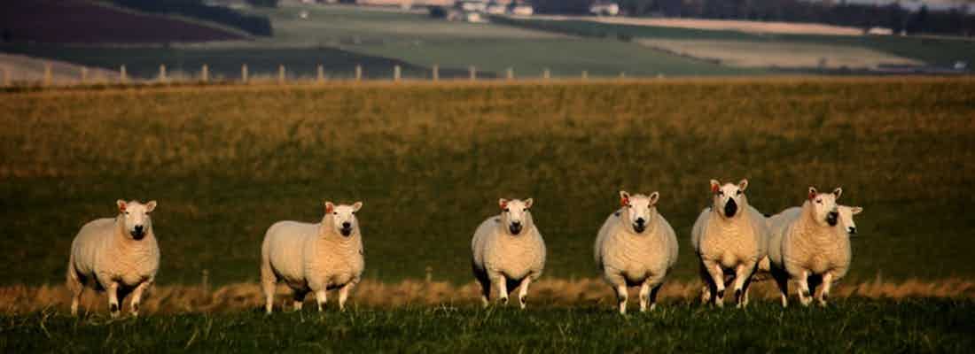 sheep in late afternoon sun