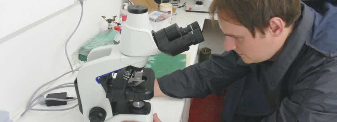 Veterinarian using microscope to check on fish health
