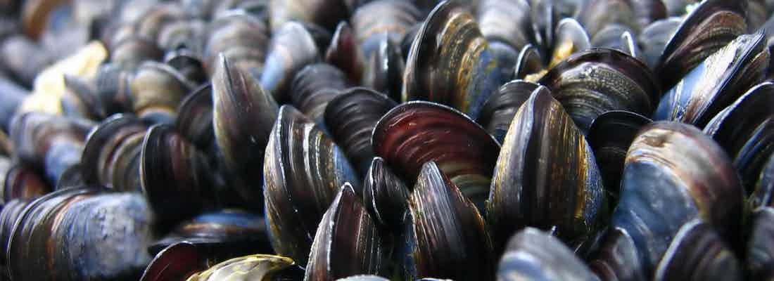mussels from Scotland