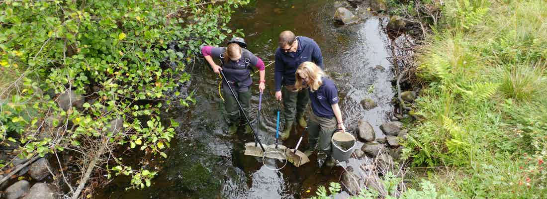 People carrying out survey of fish in small river using electrofishing