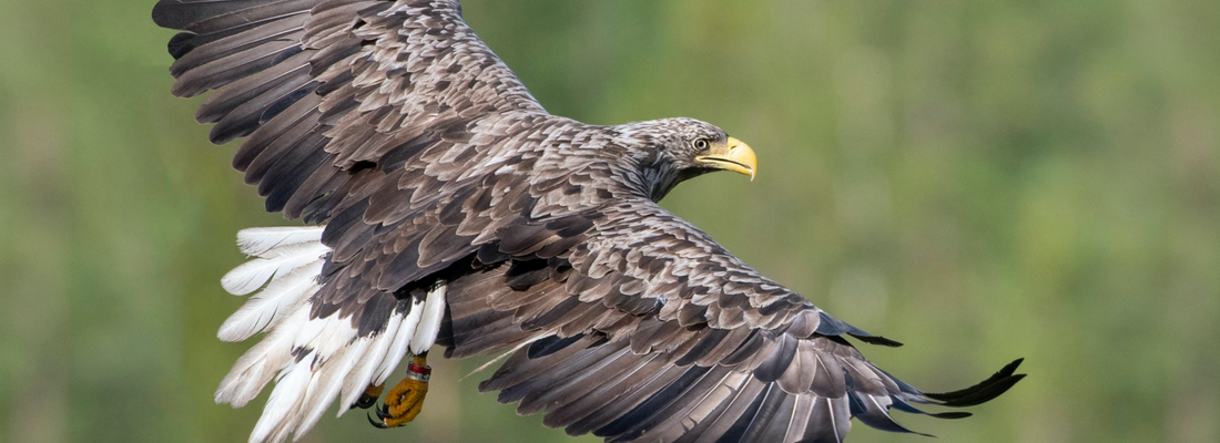 white-tailed sea eagle flying