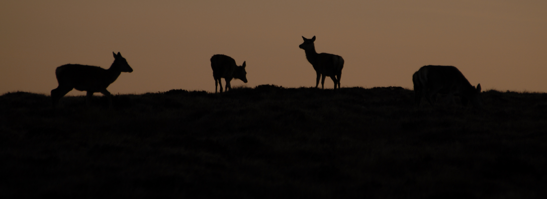 deer on the horizon at dusk