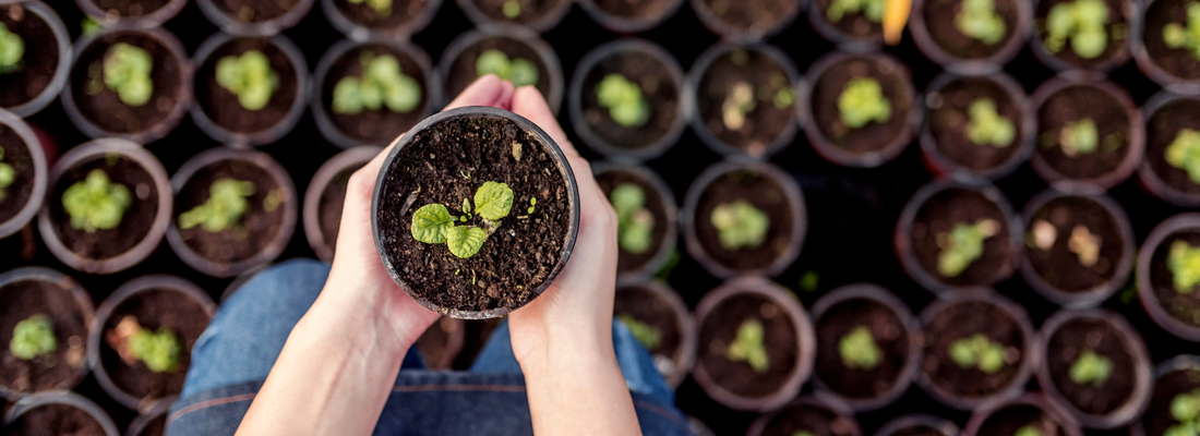 cupped hands holding plant in pot above rows of others