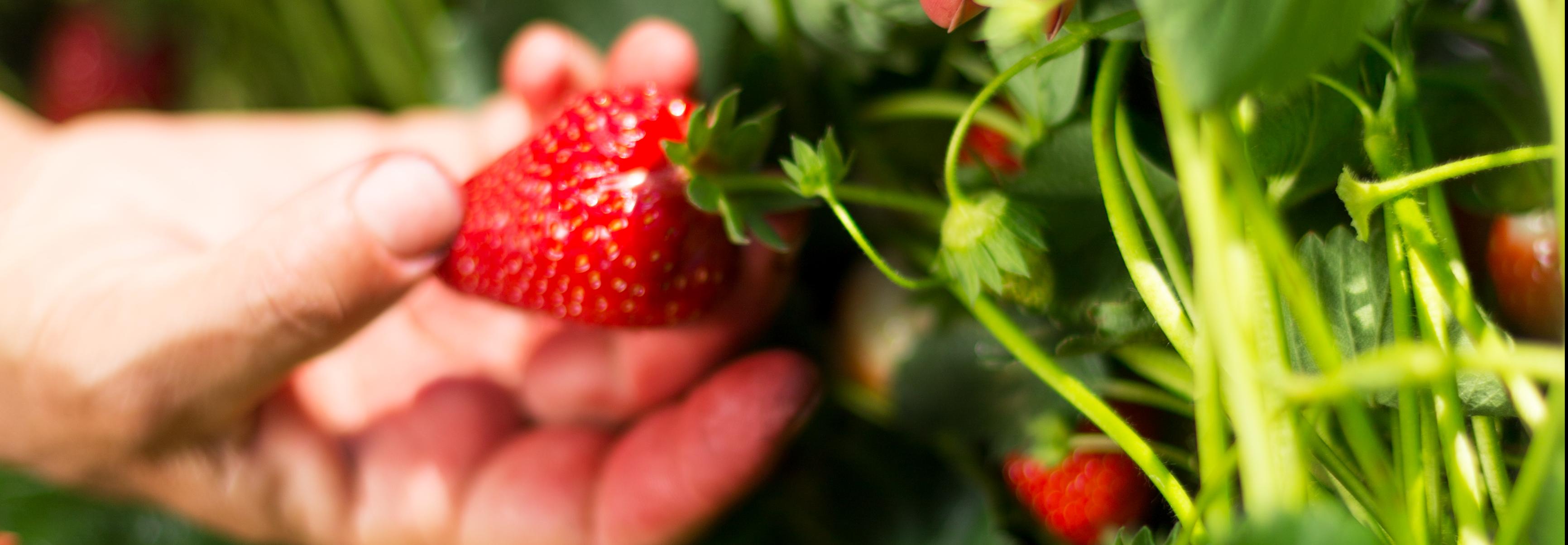 Strawberries being picked