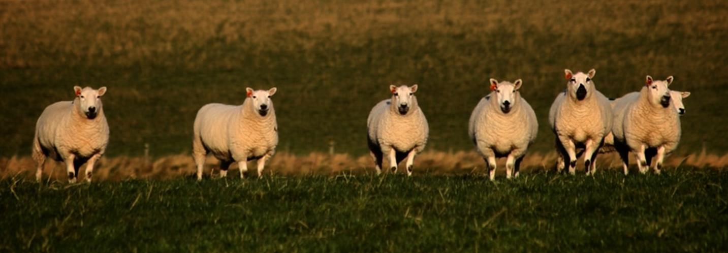 Sheep in front of mountains