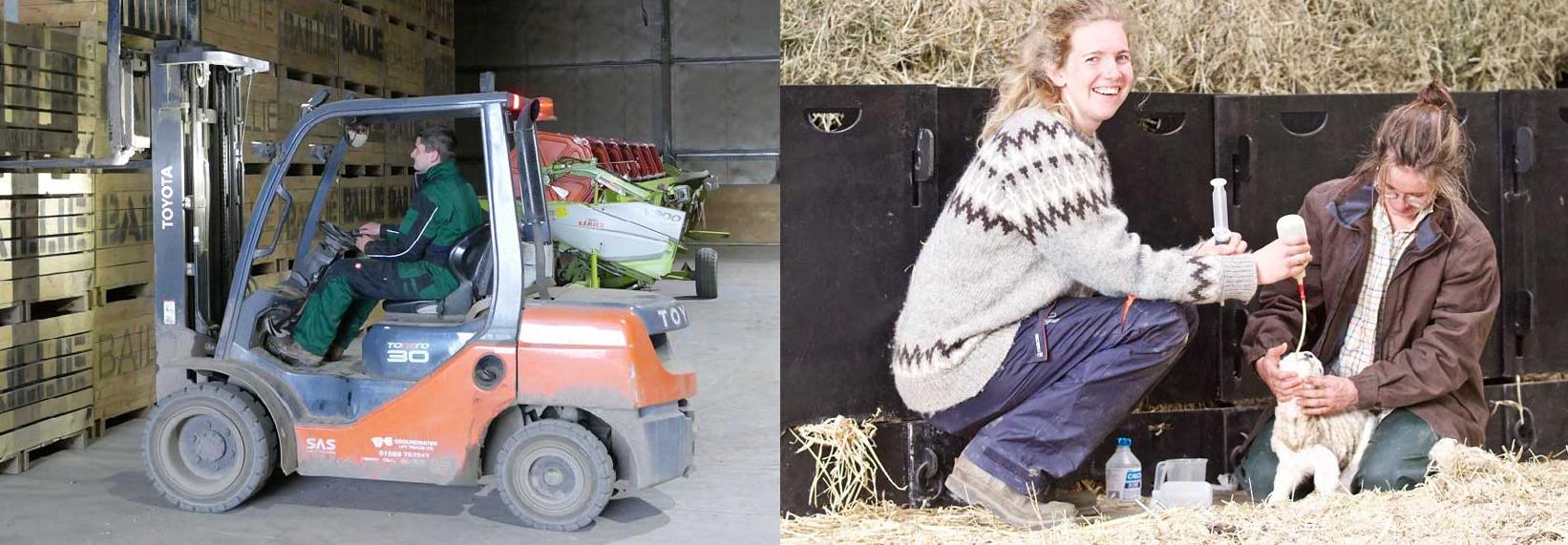 Forklift driver and people lambing