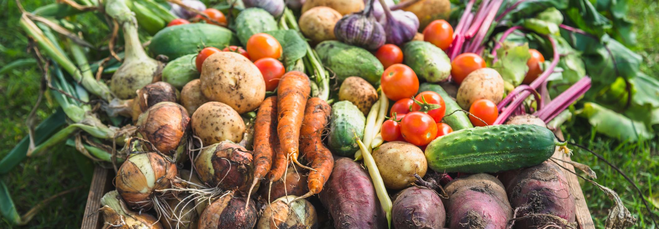 basket of home grown vegetables