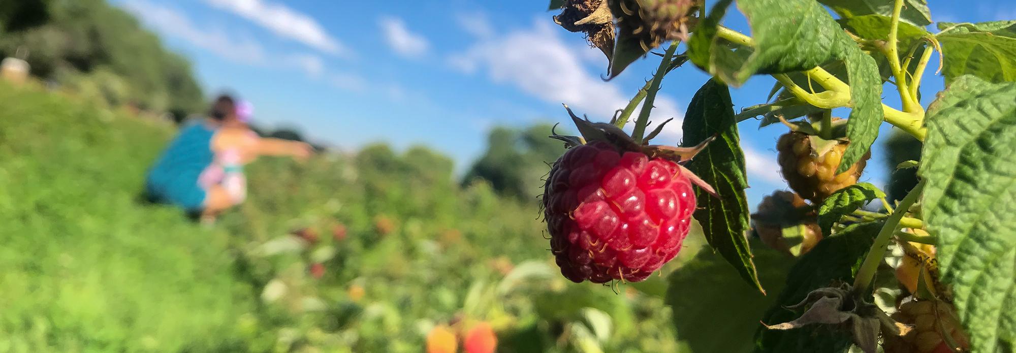 Raspberry pickers