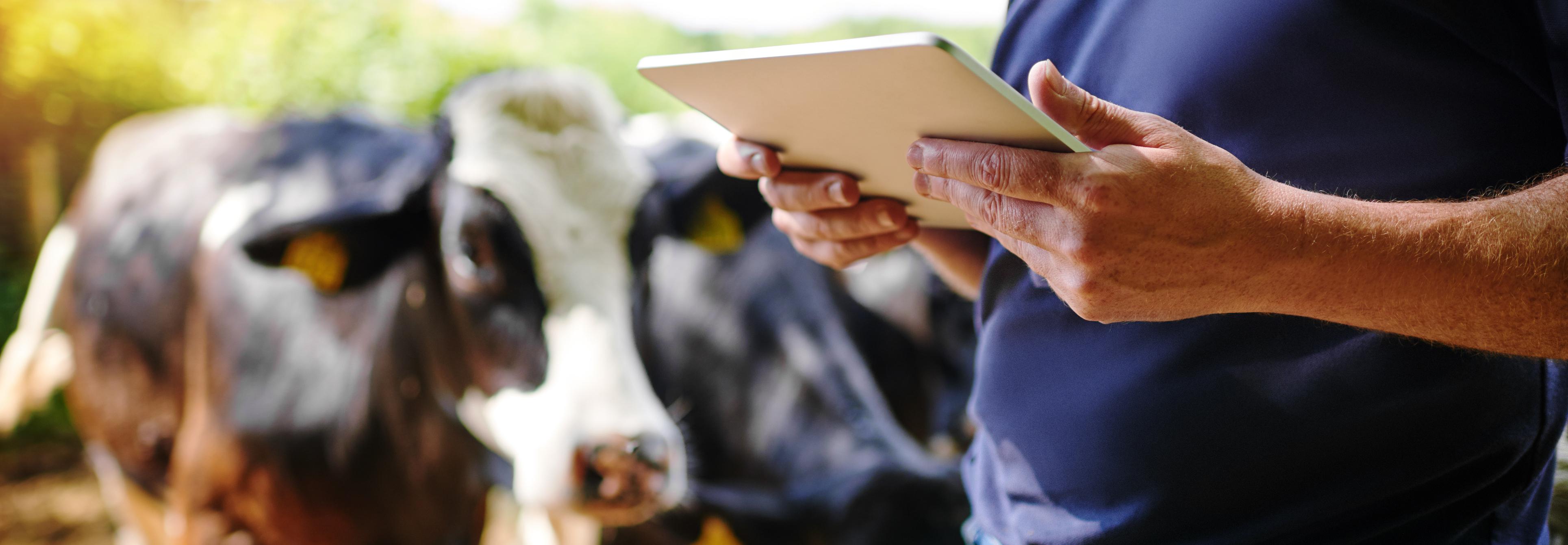 person using tablet computer in front of cows