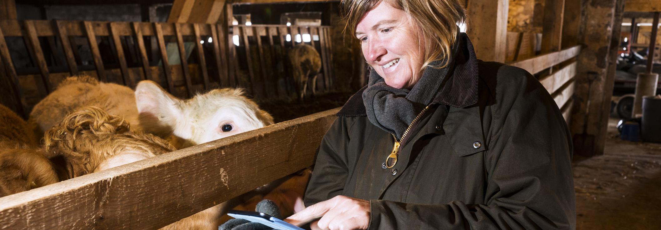 Woman with tablet in cowshed