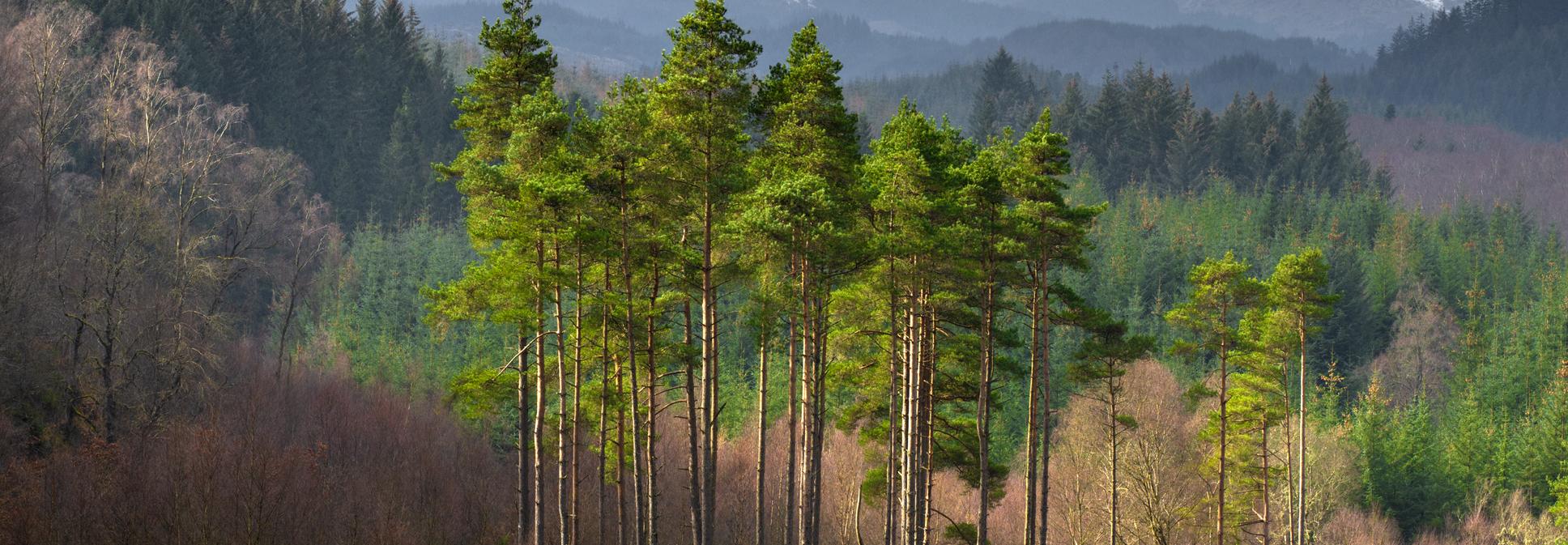 Forestry training funds available again in Scotland