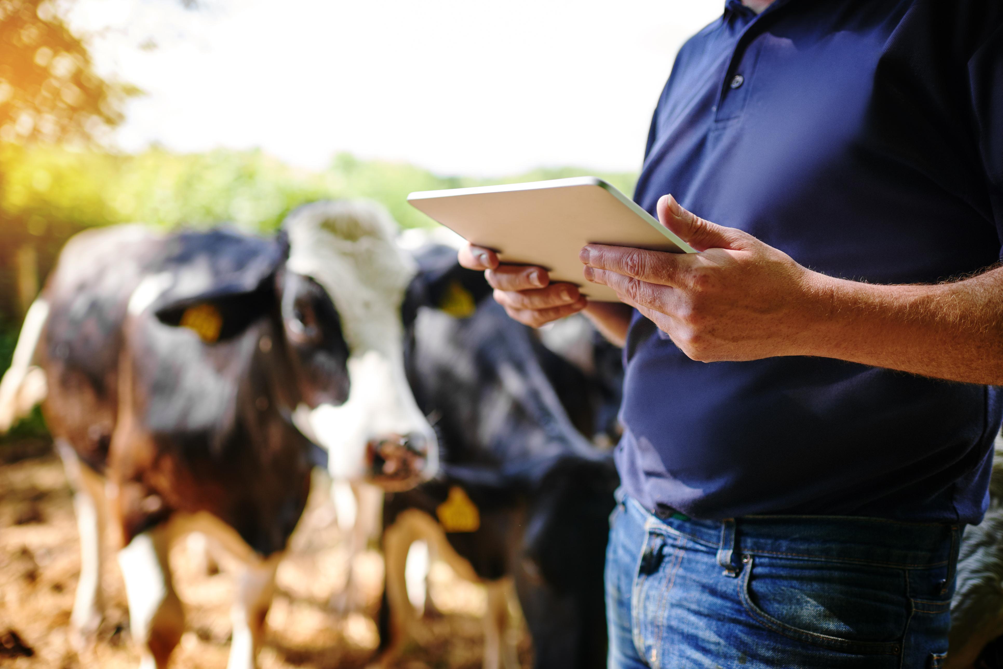 Man with tablet in front of cows
