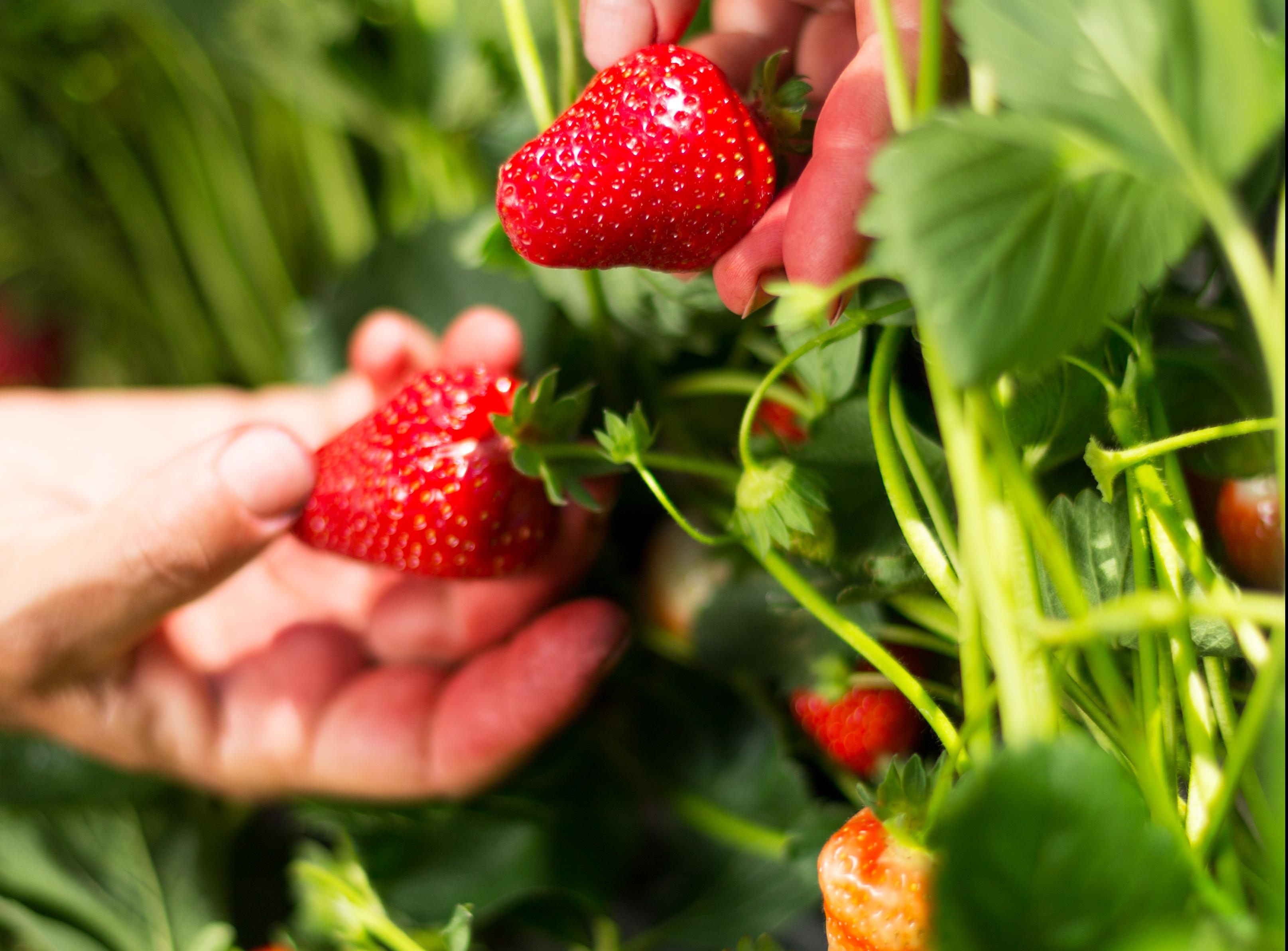 Strawberries being picked