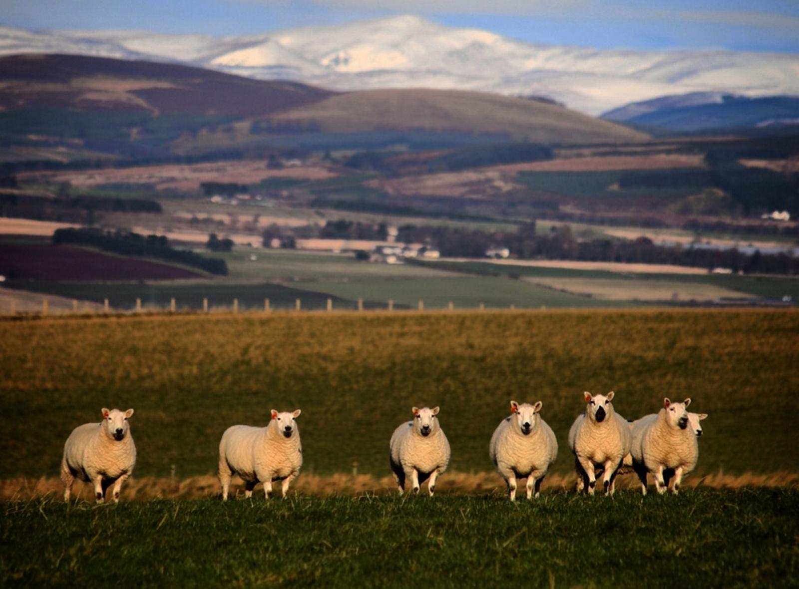 Sheep in front of mountains