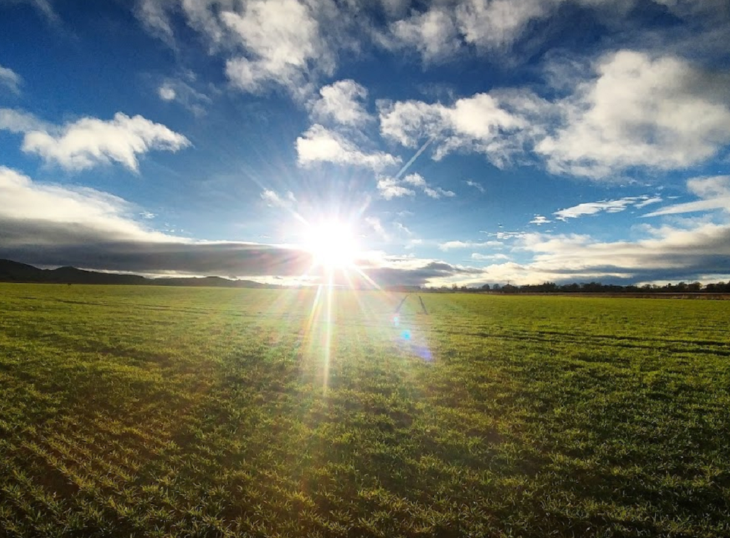 Crops coming through in spring sunshine