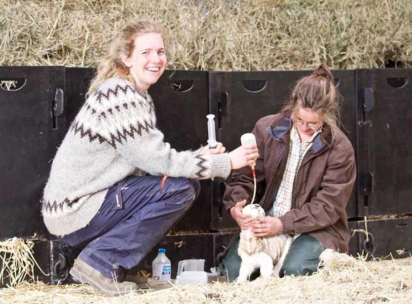 Forklift driver and people lambing