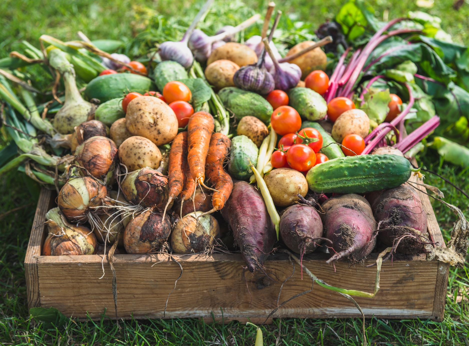 basket of home grown vegetables