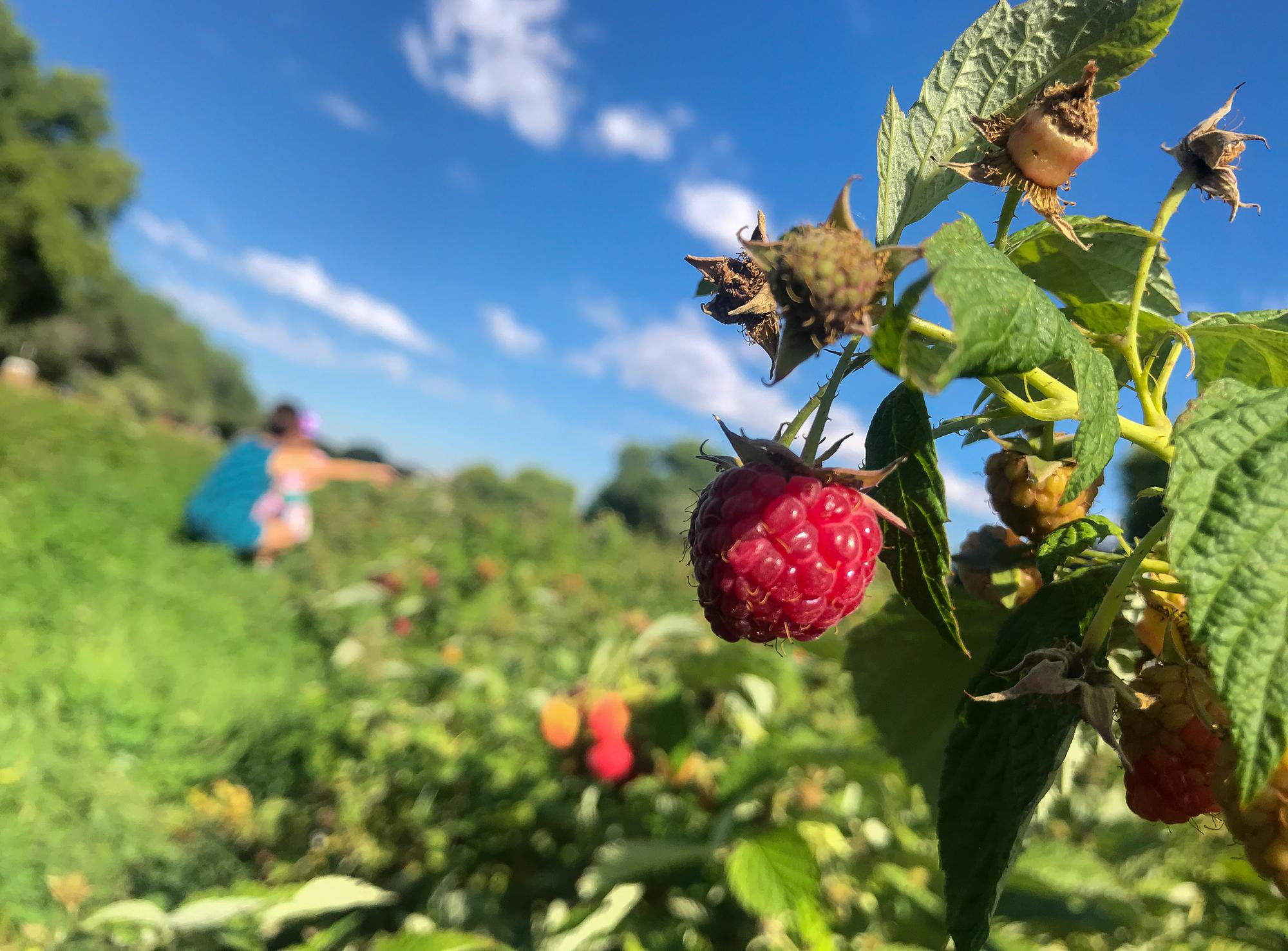Raspberry pickers