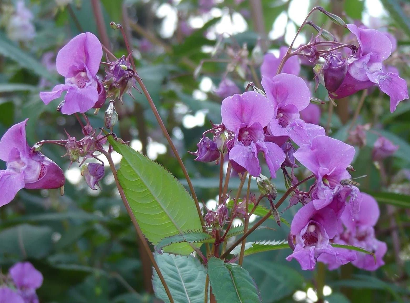 Balsam flowers