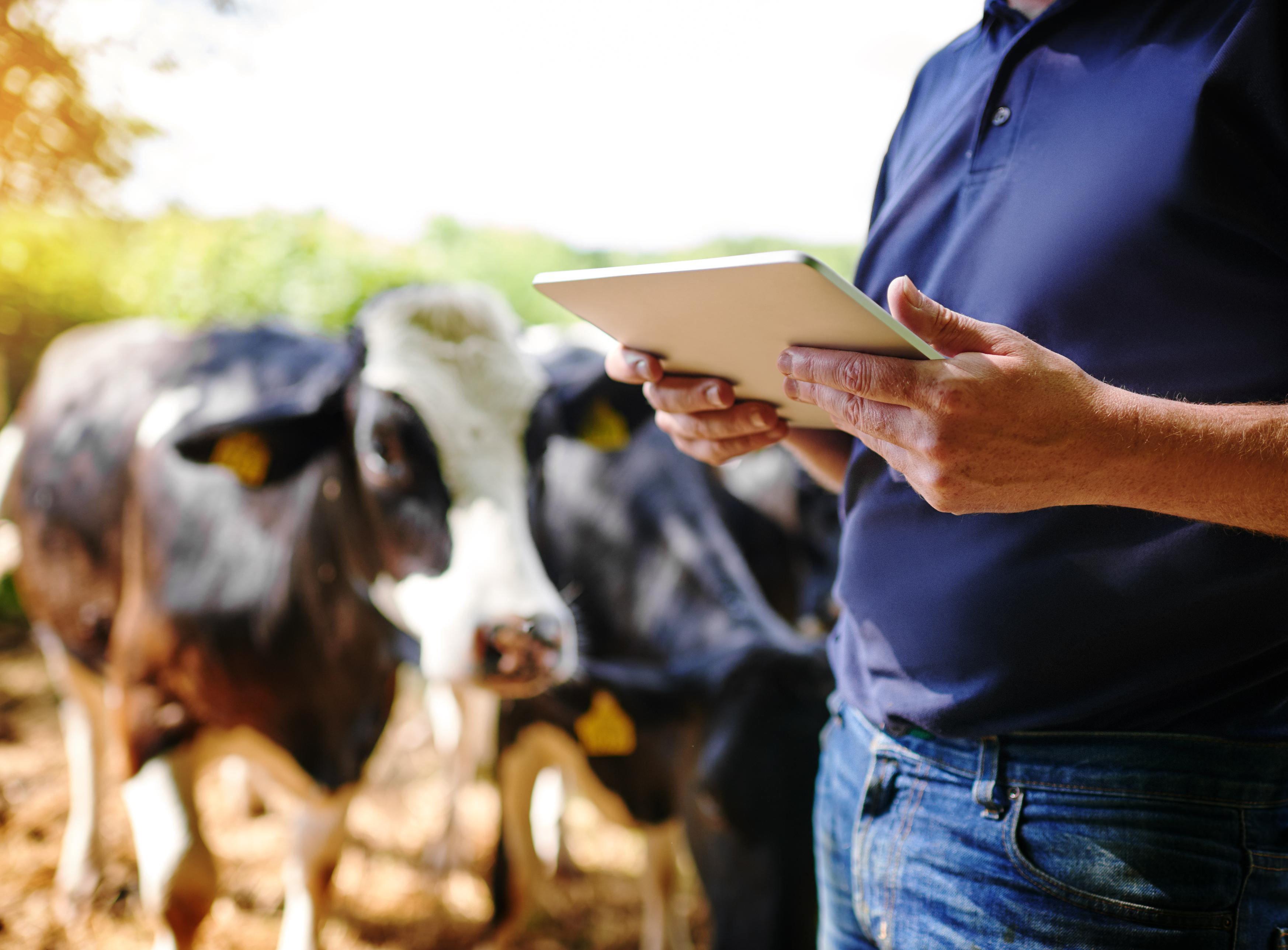 person using tablet computer in front of cows
