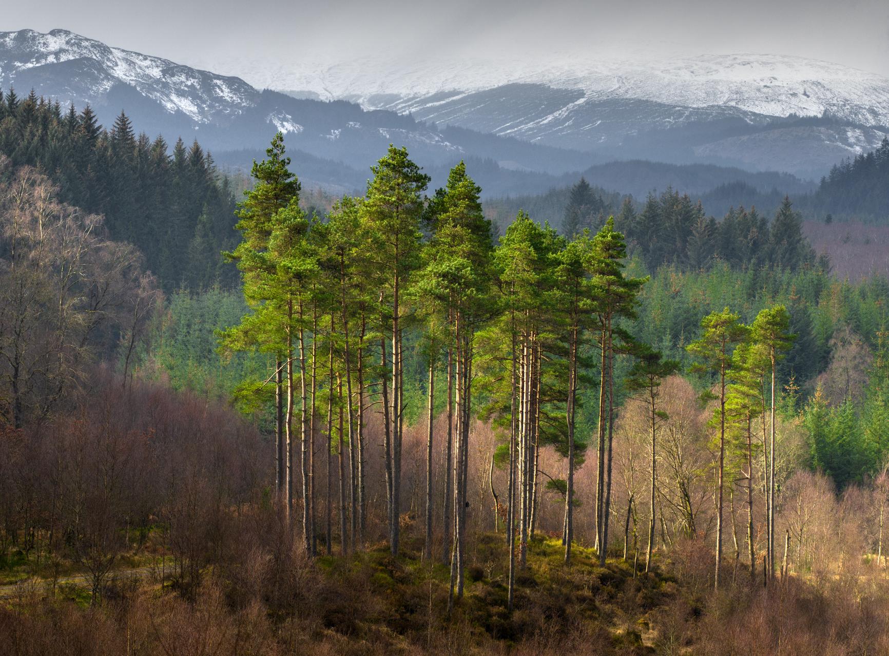 Forestry training funds available again in Scotland