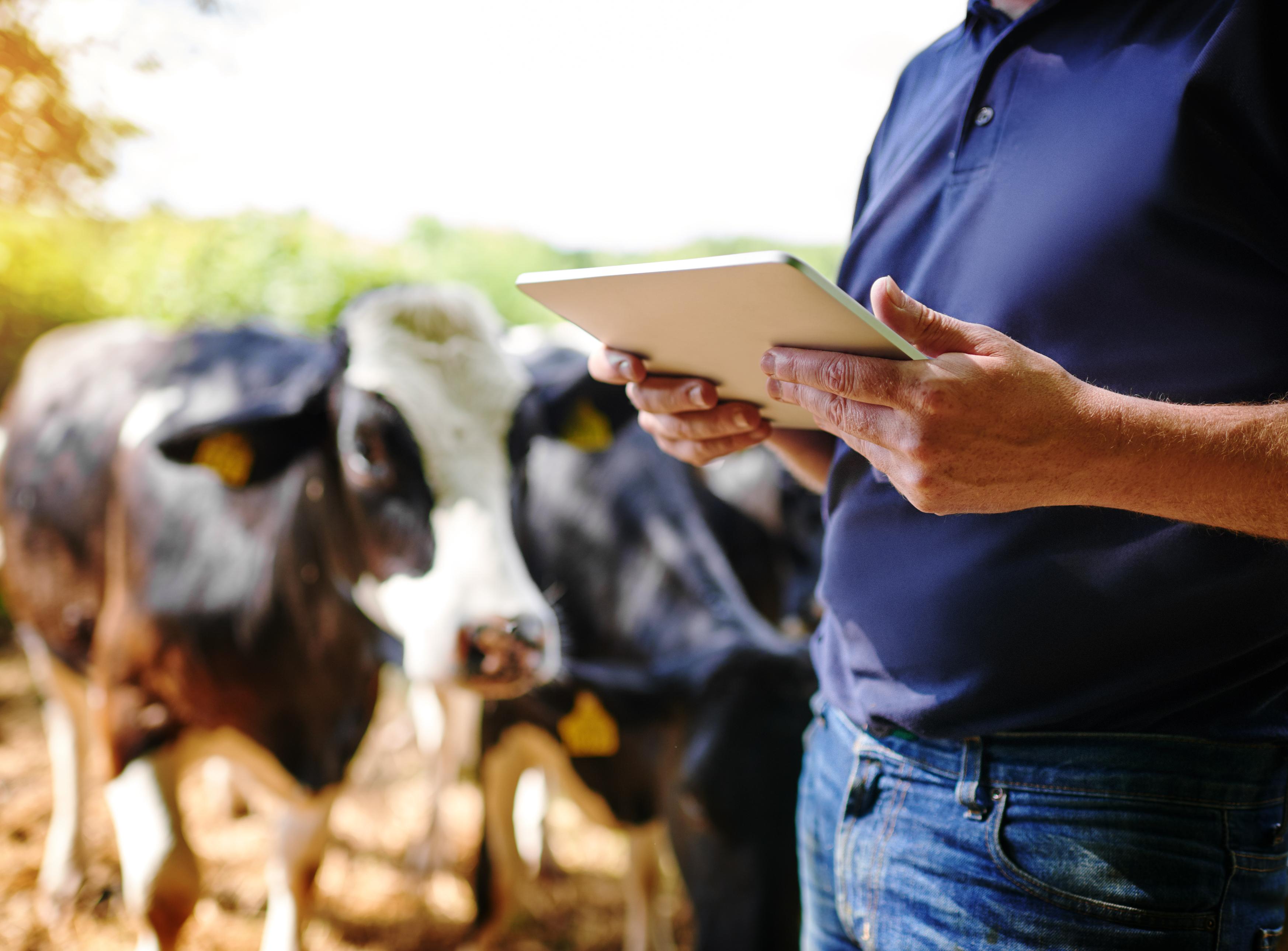 Man with tablet in front of cows