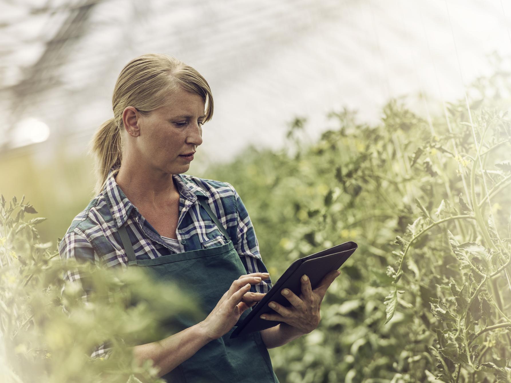 Woman with tablet in polytunnel