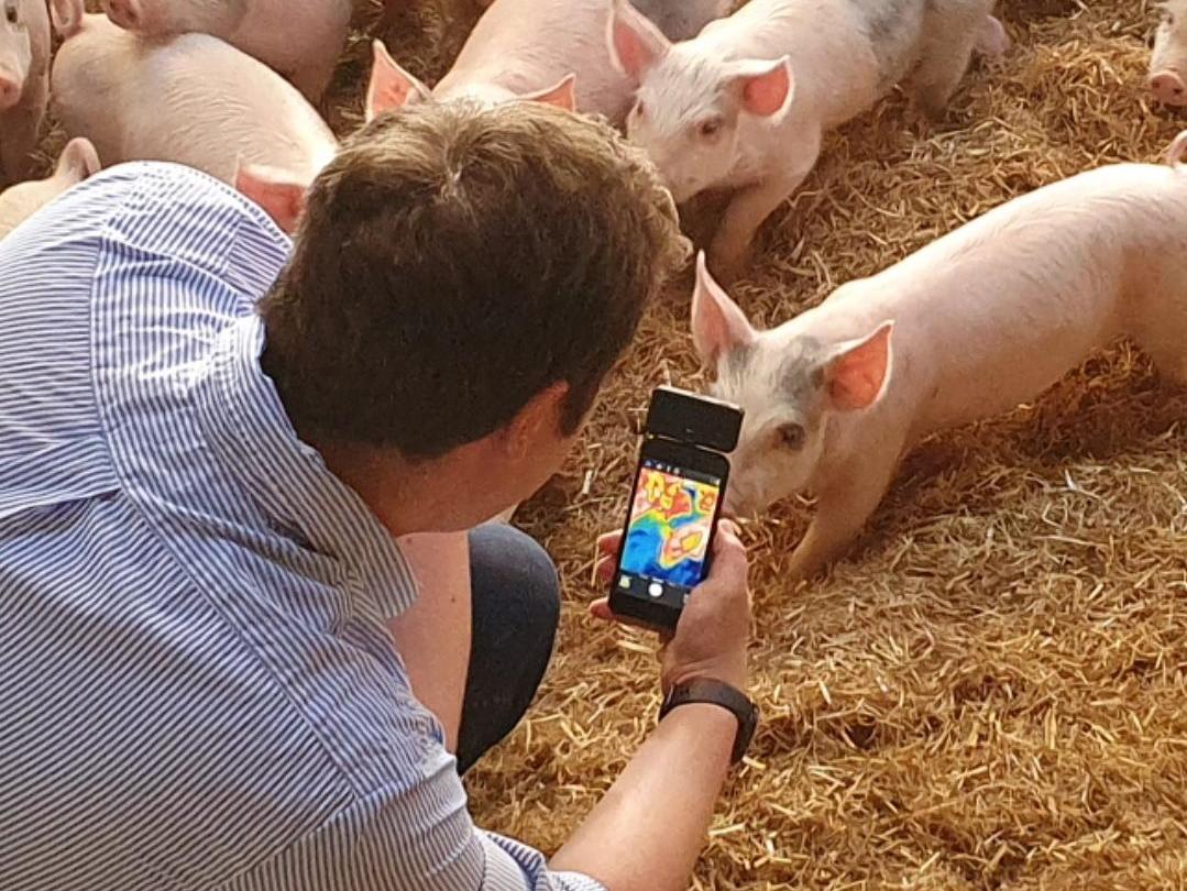 Robert Pickford scanning pigs