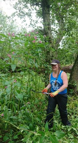 Elise Cox cutting down Balsam