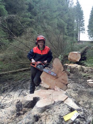 Forester cutting down tree with chainsaw