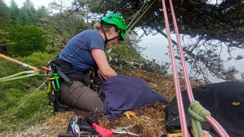 Woman ringing raptor in nest at top of tree while wearing climbing ropes and safety helmet