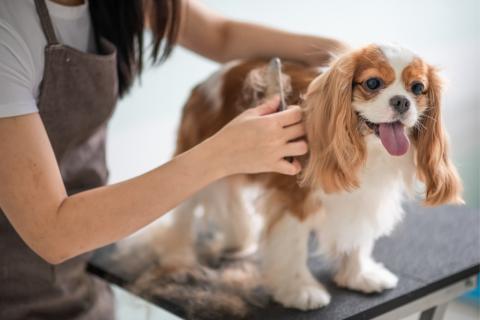 Dog being groomed