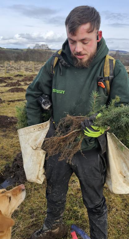 Man standing in countryside planting small trees