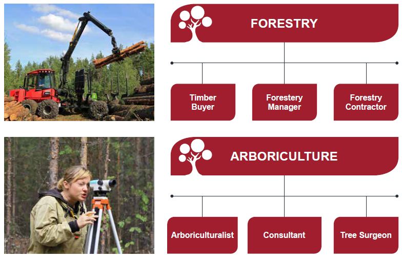 jobs in trees and timber