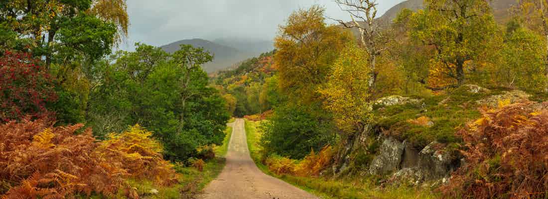 Mixed woodland around a country road in Scotland