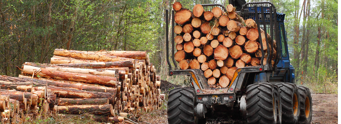 Timber in a forest in Scotland being taken away by a forwarder