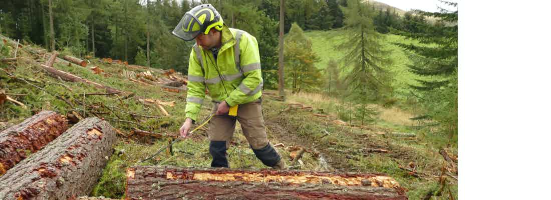 Forest manager measuring cut timber on the ground